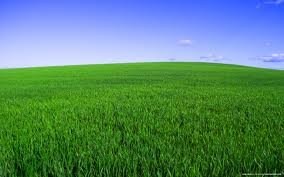 campo.jpg