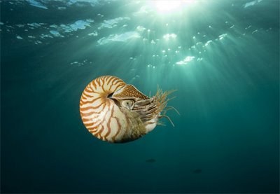 cefal__podes.jpg cefal__podes.jpg