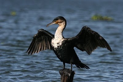 cormor___obsea.jpg cormor___obsea.jpg