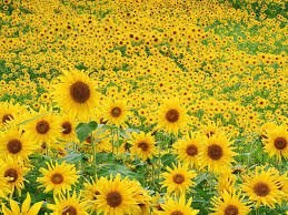 girasols.jpg