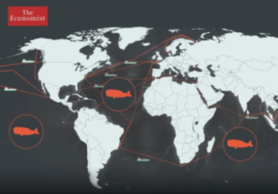 Vídeo de Michel André publicat a ‘The Economist’: Com la contaminació acústica amenaça la vida dels oceans