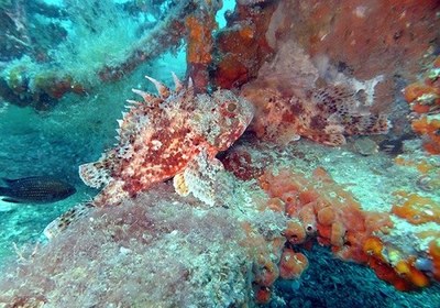 Un estudio de SARTI indica que la cantidad de peces detectados por la plataforma OBSEA se ha reducido a la mitad